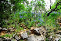 Enchanted Rock ~ 2010-04-14