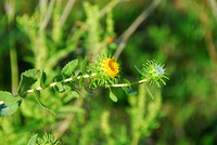 Rayless Gumweed