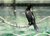 Double-crested cormorant