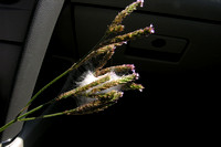 Spider Egg Sac in Brazilian Vervain