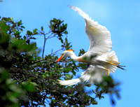 Egret & Heron Rookery - 2010