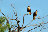 Crested caracara