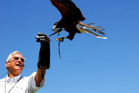 Harris's Hawk 5