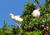 Cattle egret (adult)