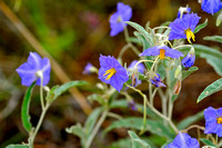 Silver-leafed nightshade