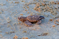 Kemp's Ridley Sea Turtle