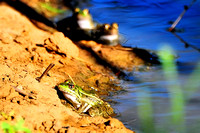 Rio Grande leopard frog