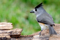 Black crested (Mexican) titmouse