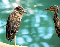 Yellow-crowned night herons (juvie)