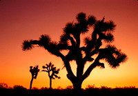 Joshua Tree, Barstow Road, Fort Irwin, CA