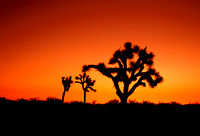 Joshua tree, Barstow Road, Fort Irwin, CA