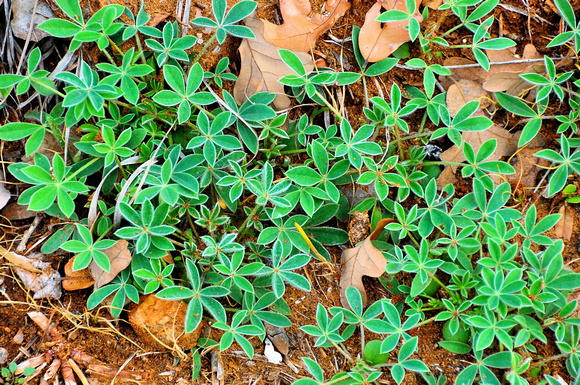 Texas bluebonnet plants