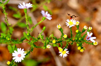 Texas aster