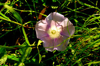 Lindheimer's Morning Glory