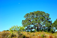 Doeskin Ranch ~ 11/4/2012