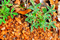 Texas bluebonnet plants