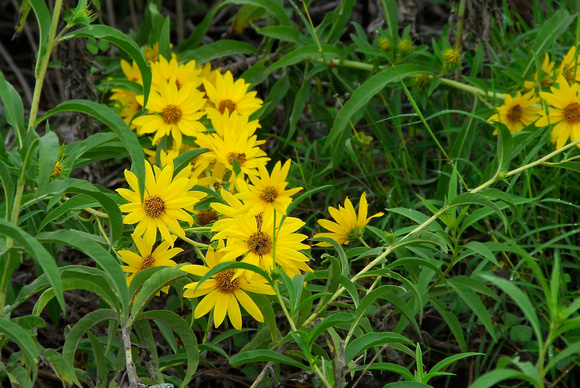 Maximilian sunflower