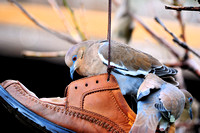 White-winged doves