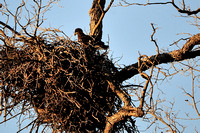 Llano River Bald Eagles  2013-02-08