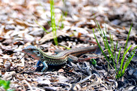 Texas spotted whiptail lizard