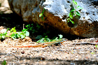 Texas spotted whiptail lizard