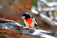 Rose-breasted grosbeak