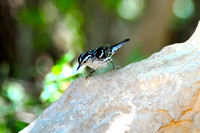 Black and white warbler