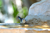 Black and white warbler