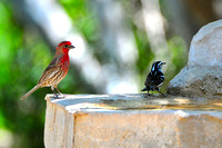 House finch ~ Black and white warbler