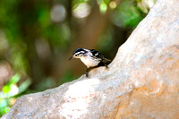 Black and white warbler