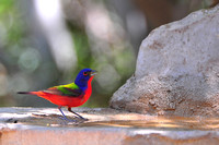 Painted bunting