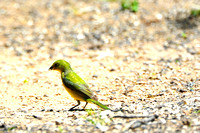 Painted bunting