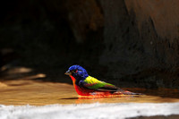 Painted bunting