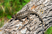 Placed on Mesquite tree, their preferred habitat