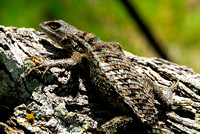 Texas Spiny Lizard