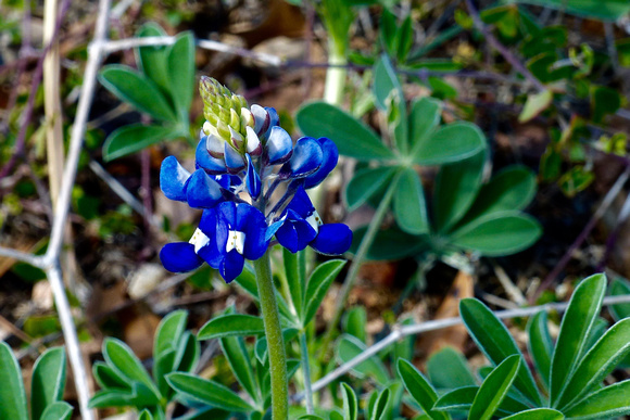 Texas Bluebonnet