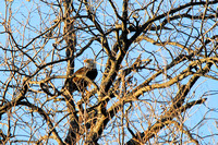 Llano River Bald Eagles 2010-2011