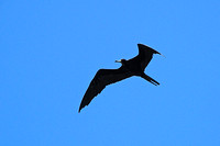 Magnificent  Frigatebird