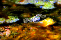 Rio Grande leopard frog