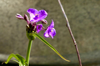 Spiderwort