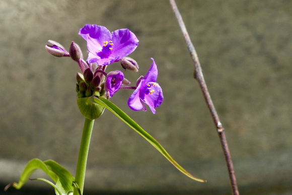 Spiderwort