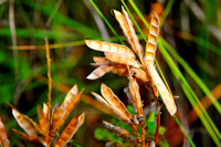 Bluebonnet seed pods