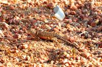 Greater earless lizard (female)