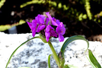 Spiderwort