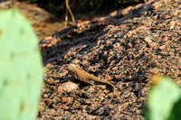 Greater earless lizard (female)