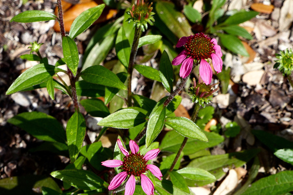 Purple Cone Flower