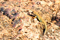 Greater earless lizard (male)