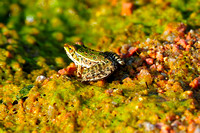 Rio Grande leopard frog