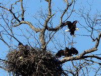 Llano River Bald Eagles 2014-03-01