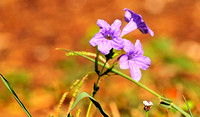 Low petunia & Frog fruit